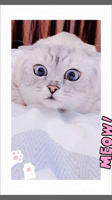 the pupils of this kitten are greatly dilated зрачки этого котенка сильно расширяются #shorts смотреть онлайн