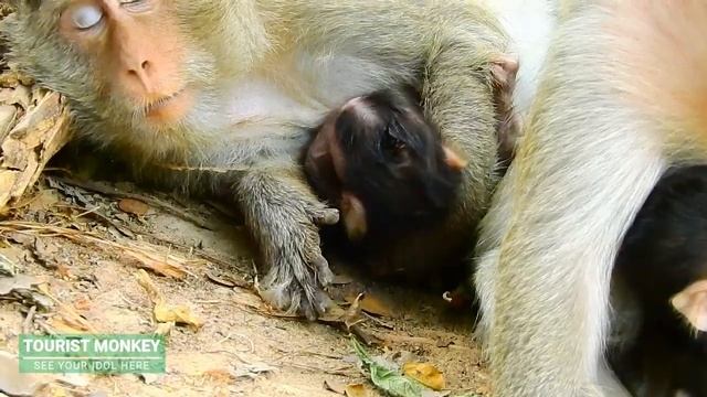 Pity and worry Monkey Ava and newborn Allie, Newborn Allie and Mom Ava look so weak смотреть онлайн