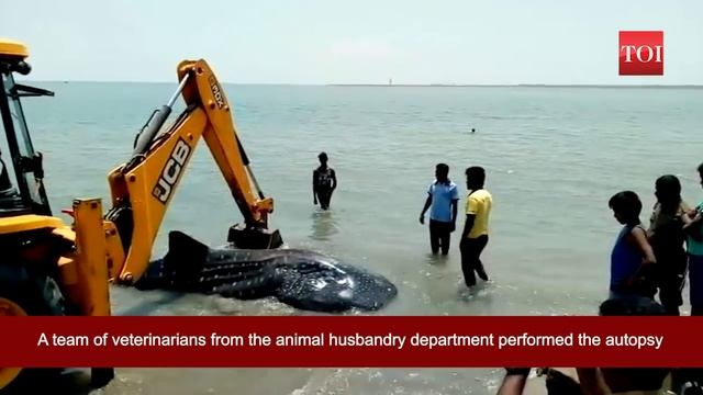 Tamil Nadu: 18-foot whale shark found dead near Tuticorin city смотреть онлайн