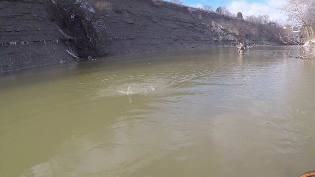 Ohio Steelhead Fishing - Rocky River Chrome! смотреть онлайн