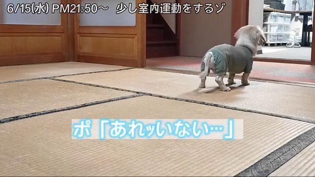 【①3着目の新しいお洋服 ②安心を手にしたカーペット③室内運動とオヤツ催促④感覚を取り戻してきたお散歩】【ポナさんの日常＃141】18歳0ヶ月30・31日目 смотреть онлайн