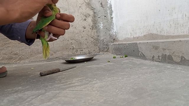 Parrots Ko Khana Deya! смотреть онлайн