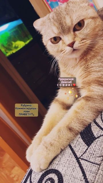 КОММЕНТИРУЕШЬ- ЛОВИ ПРИВЕТ✨🐾 #комментарии #люблюподписчиков #кошки #Руна #милота смотреть онлайн