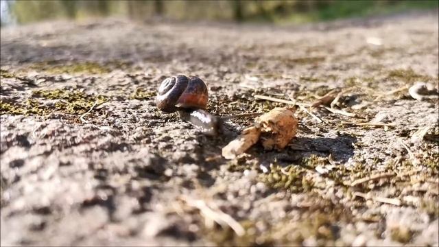 Lehtokotilo (copse snail, Arianta arbustorum) смотреть онлайн