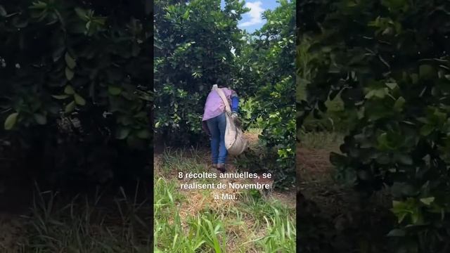 Brésil, à la découverte du citron vert bio Jardin BiO étic смотреть онлайн