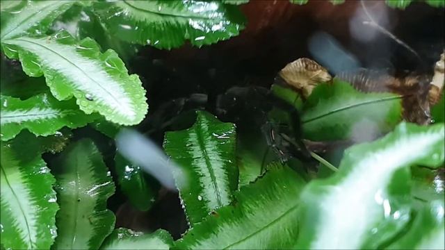 Psalmopoeus irminia - springt Heimchen an смотреть онлайн