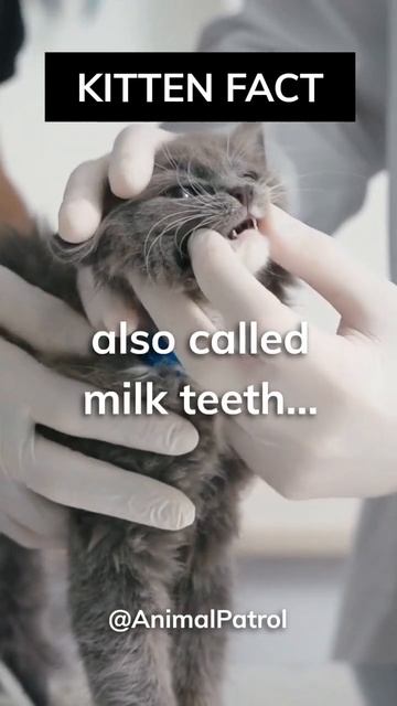 Kitten teeth fact😺 #shorts смотреть онлайн