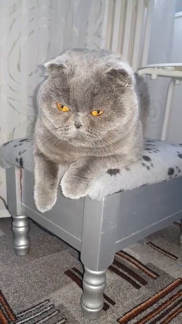 Плюшевая ШОТЛАНДКА😸 смотреть онлайн