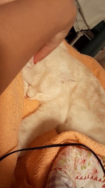 😻🐈кошачий АСМР котик очень сладко урчит #котики #котик #асмр #мурашки #мурчание смотреть онлайн