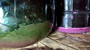 ВИНОГРАД ГОТОВ! Узнайте когда собирать урожай, чтобы получить ИДЕАЛЬНОЕ вино