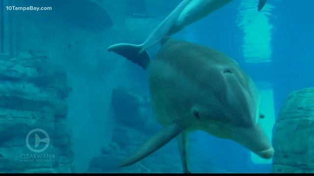 CMA: Preliminary results show Winter the Dolphin died from intestinal torsion смотреть онлайн