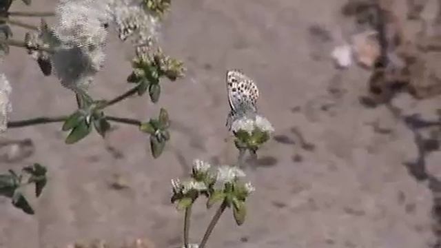 El Segundo Blue Butterfly смотреть онлайн
