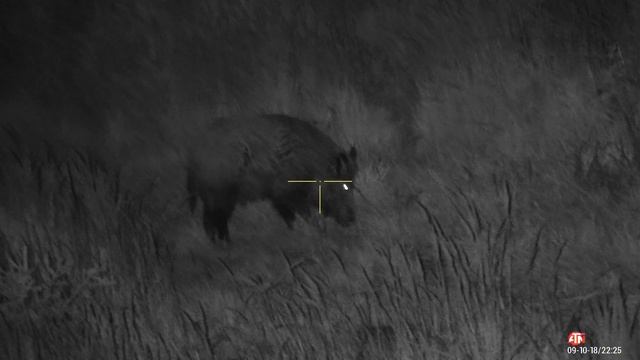 ATN X-Sight 4k PRO 5-20x Wild boar смотреть онлайн