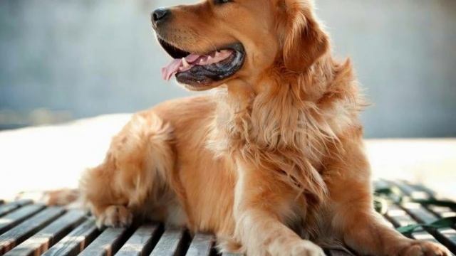 Top 10 SMARTEST dog breeds смотреть онлайн
