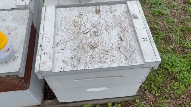 OXALIC ACID VAPOR for Varroa Mites - Did it work? смотреть онлайн