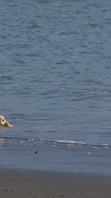 The Mysterious Inhabitant of Uncharted Waters - Seals #shorts #sealstrongworld #habitatpreservatio смотреть онлайн