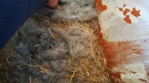 Окрол КРОЛЬЧИХИ 🙏🙏🙏