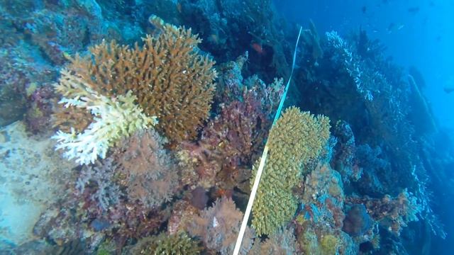 Fiji May 20, 2017 Coral Pinnacles Benthic Transect 1 20 meters смотреть онлайн