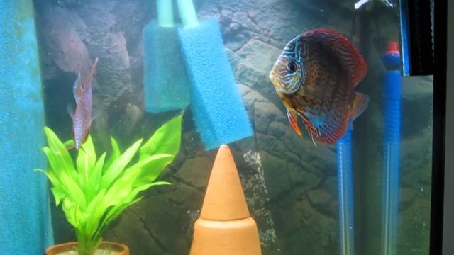 discus fish pair смотреть онлайн