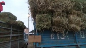 ТОО ЧОП ЖЕМ бедепресс саман буудай арпа жугору баалары