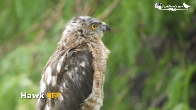 Hawk in Rain / Indian Hawk / बाज़ / Rain and Hawk смотреть онлайн