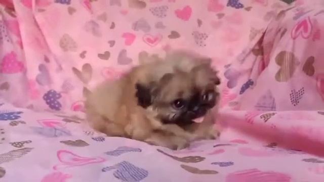 Best mini dogs in The world смотреть онлайн