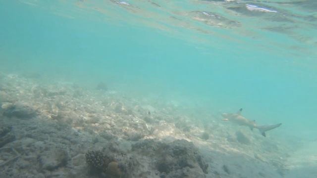 Swimming With Sharks in the Maldives смотреть онлайн