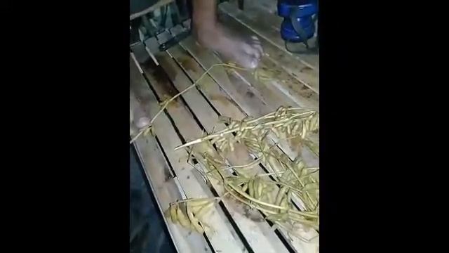 Part 2 mukbang kedelai rebus cuy #mukbangkecil #mukbangbikingoyanggigi смотреть онлайн
