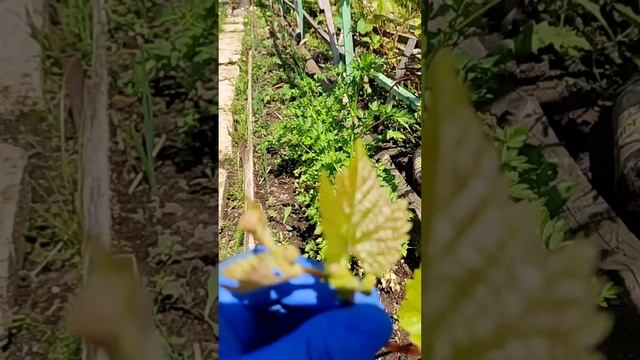 МЫ НЕ ДВОЙНЯШКИ, МЫ ТРОЙНЯШКИ смотреть онлайн