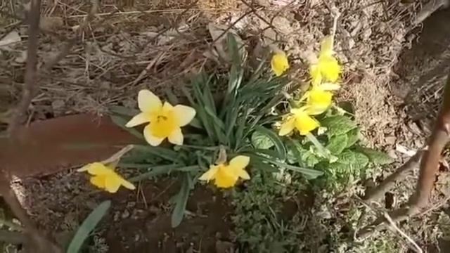 mənim ev güllərim🌺 смотреть онлайн