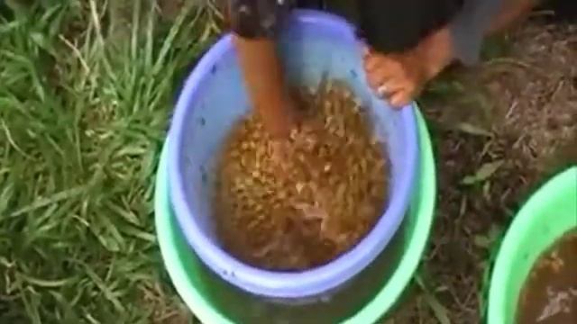 The Most Expensive Coffee | Kopi Luwak Coffee | Civet Coffee