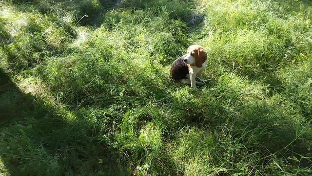 собакус смотреть онлайн