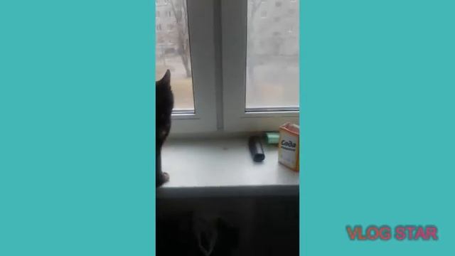 Короткое видео кошки Дианы смотреть онлайн