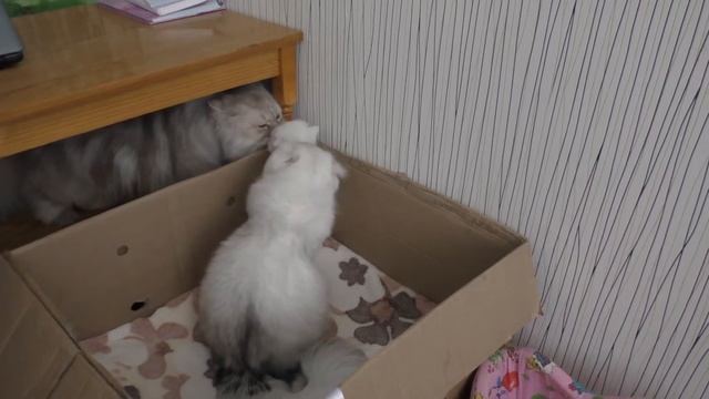 Котята играют в манеже для котят смотреть онлайн