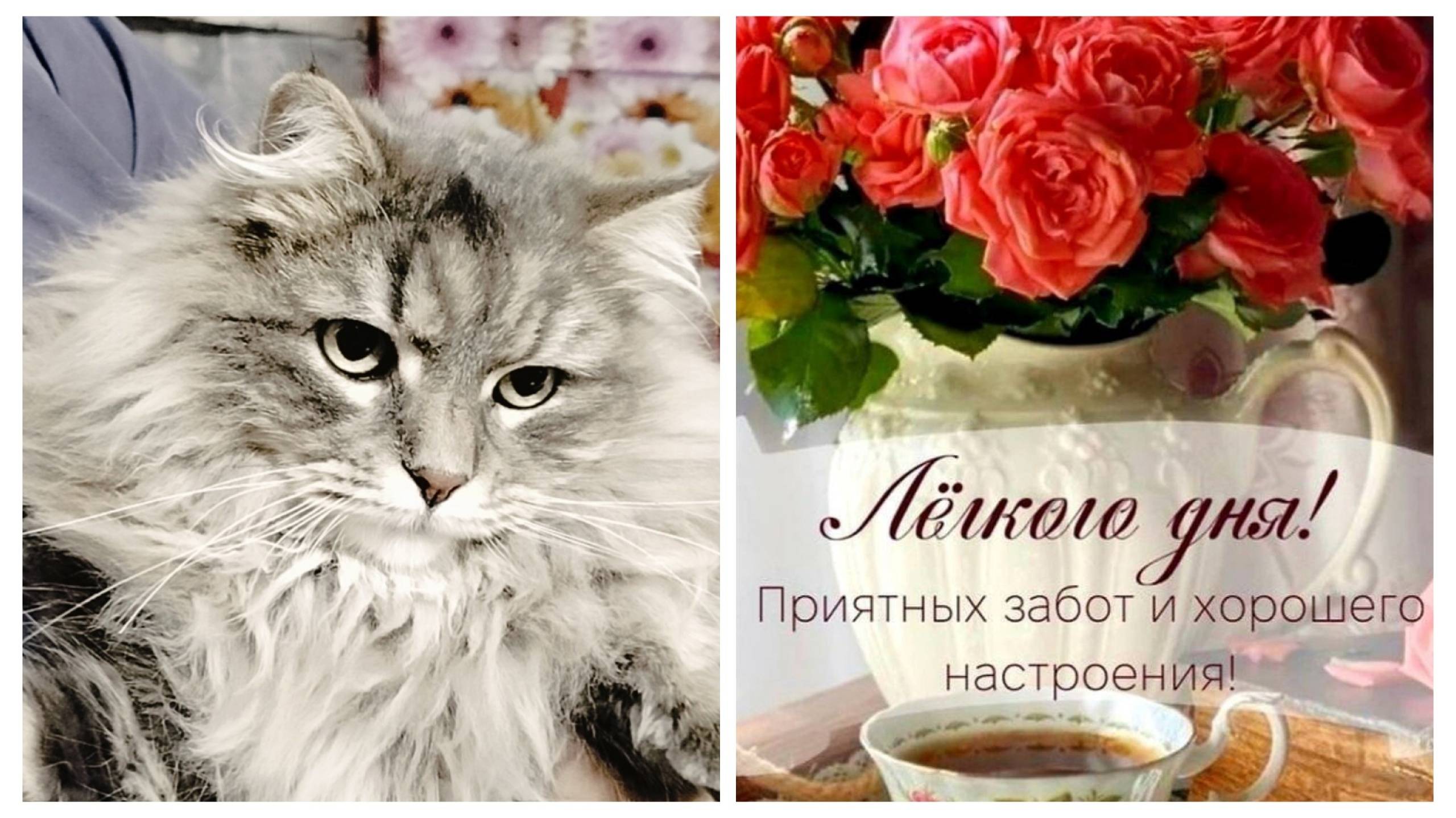 А у ваших у ворот. Как Юра экзамен сдавал.О питомцах. смотреть онлайн