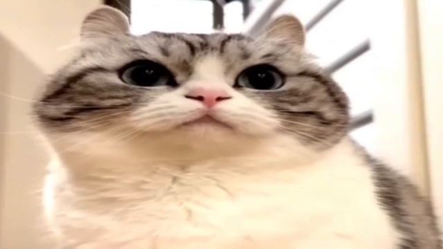 стоять ковбой🤠 Все вариации 1 часть смотреть онлайн