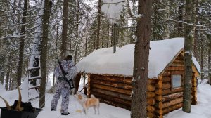 ЖИЗНЬ В ТАЙГЕ, ДОБЫЛ ЛОСЯ С ПОДХОДА, ВАРЮ ИЗ НЕГО ПЕЛЬМЕНИ В ИЗБЕ!