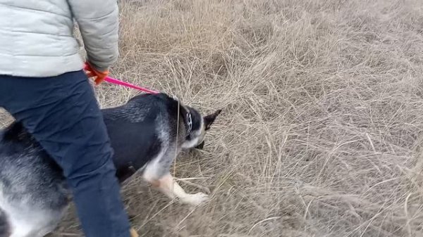 ФИЕЛИСС ЯВЕНГА пятый след