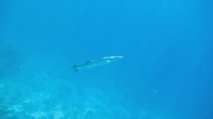 Барракуда. Красное море. Шарм-эш-Шейх. Шаркс-Бей. 2024