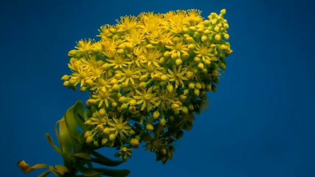 See and enjoy viewing on how flower is open... смотреть онлайн