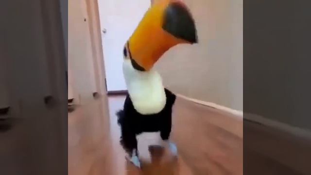 Big Yellow beak bird dance #cat #animalfunny #comedy #birds #animals #funnyvideo #funny #jokes #cut смотреть онлайн