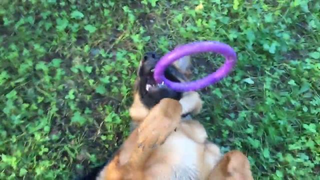 Играю с собакой. смотреть онлайн