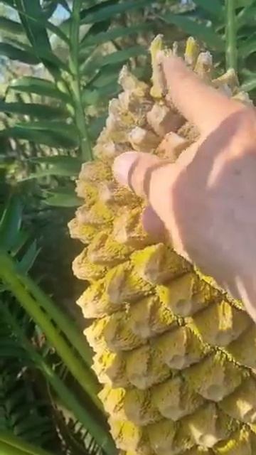Strange occurrence. Encephalartos altensteinii cone смотреть онлайн