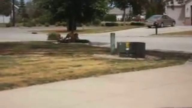Triplet Fawns In Front Yard