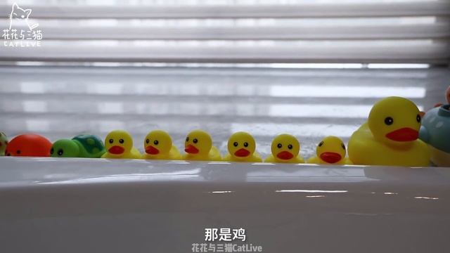 主人洗鱼缸把鱼捞出来，被5只公猫团团围住，先喝汤还是先吃鱼？｜花花与三猫 Cat Live смотреть онлайн