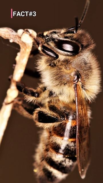 5 Astonishing Facts About Honey Bees #shorts смотреть онлайн