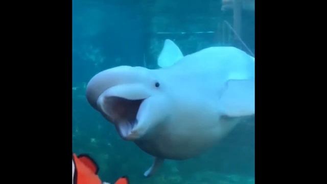 Babies vs Naught Beluga TRY NOT TO LAUGH 1 #shorts смотреть онлайн