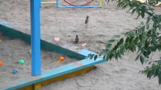 Птенец скворца выпрашивает еду смотреть онлайн