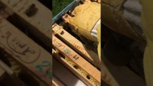 майские работы на пасеке. май 2024