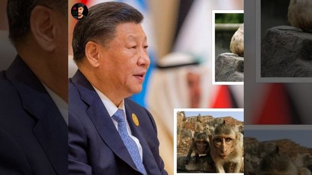 monkeys export on srilanka to china #shorts @madangowri @mrtamizhan #tamilnews #srilanka смотреть онлайн